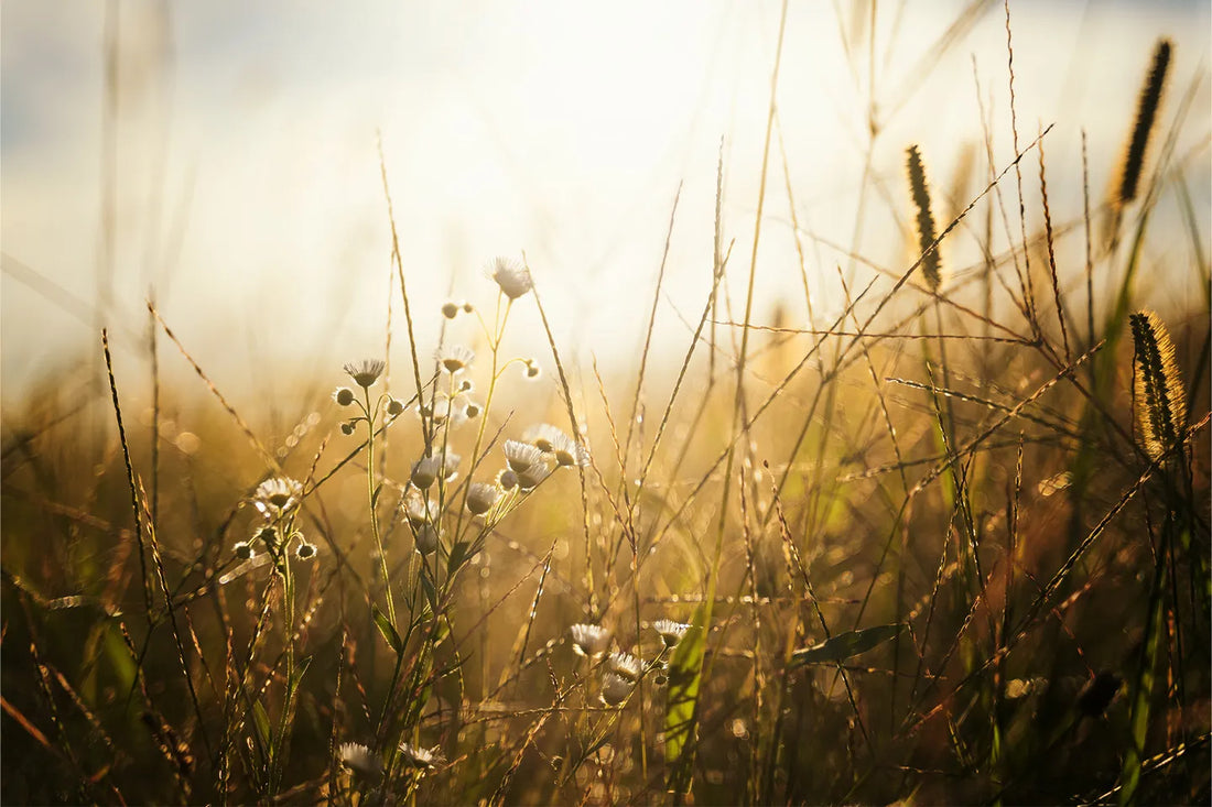 Green Certifications: Health Product Declarations (HPD)