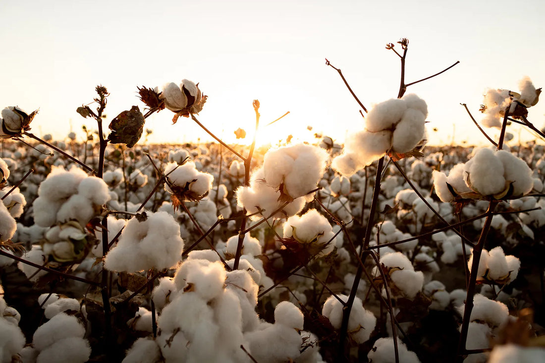Healthy Materials Series: Organic Cotton