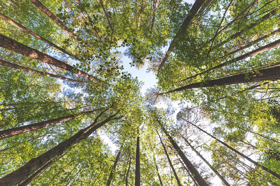 Green Certifications: Greenguard