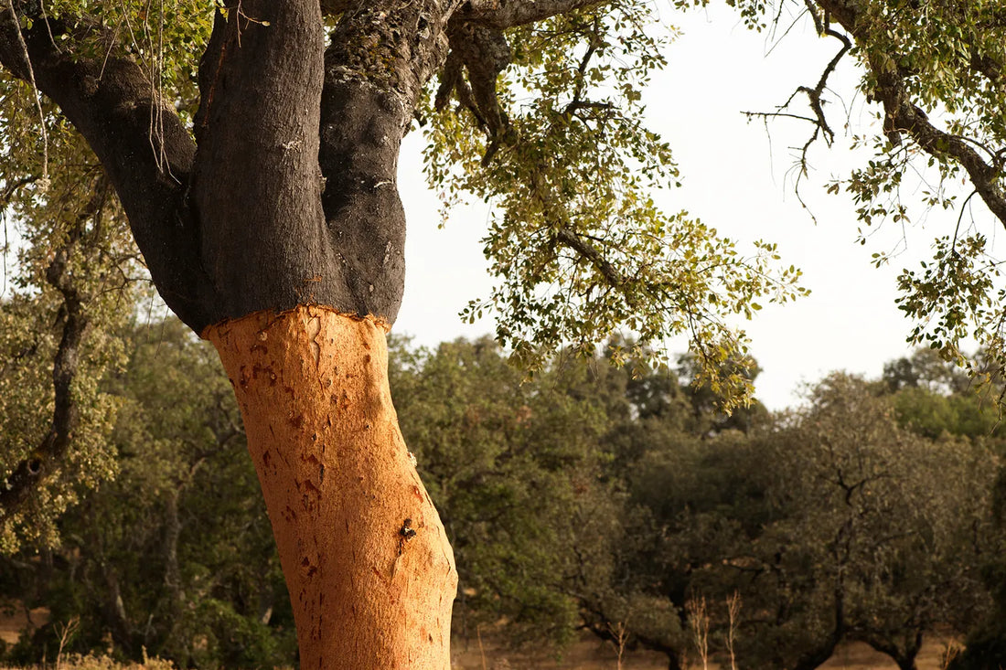 Healthy Materials Series: Cork