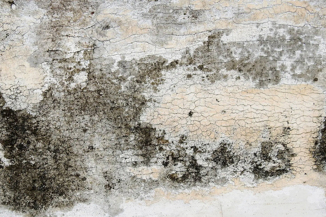 Mold Matters: Health, Prevention and Remediation, Part 1