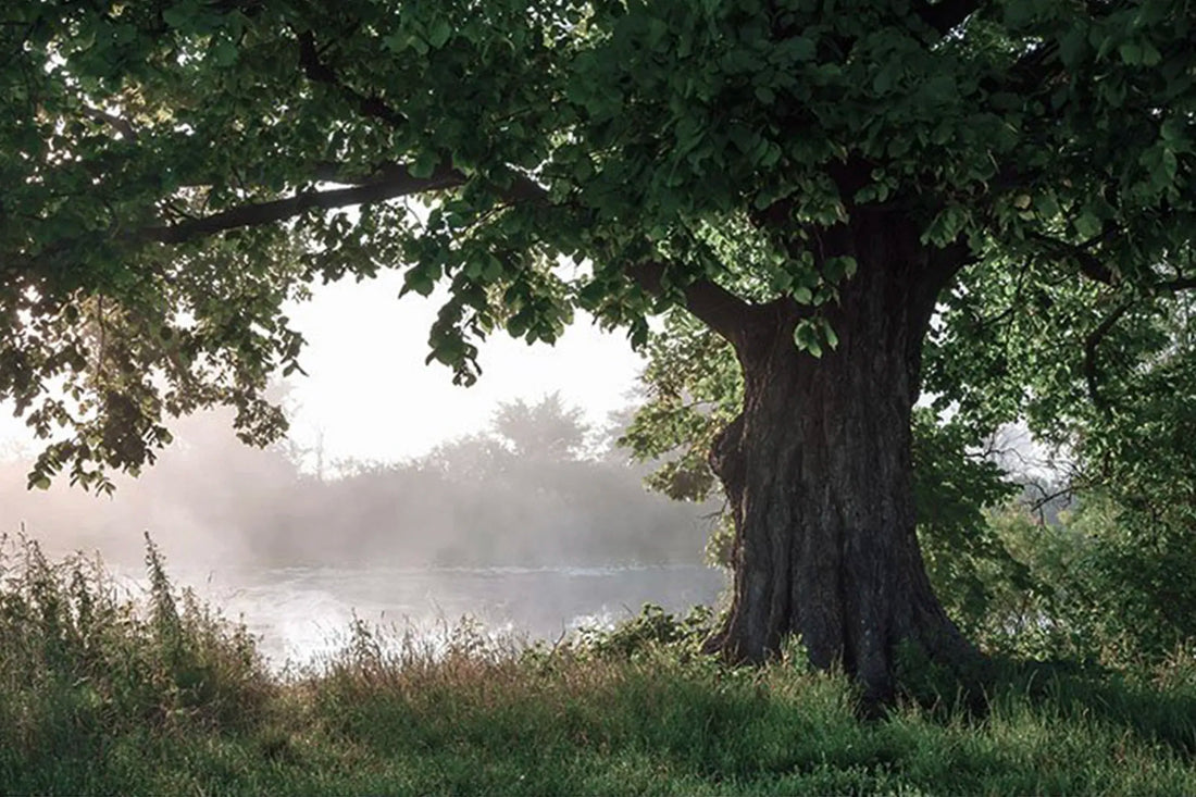 Green Certifications: Forest Stewardship Council (FSC)