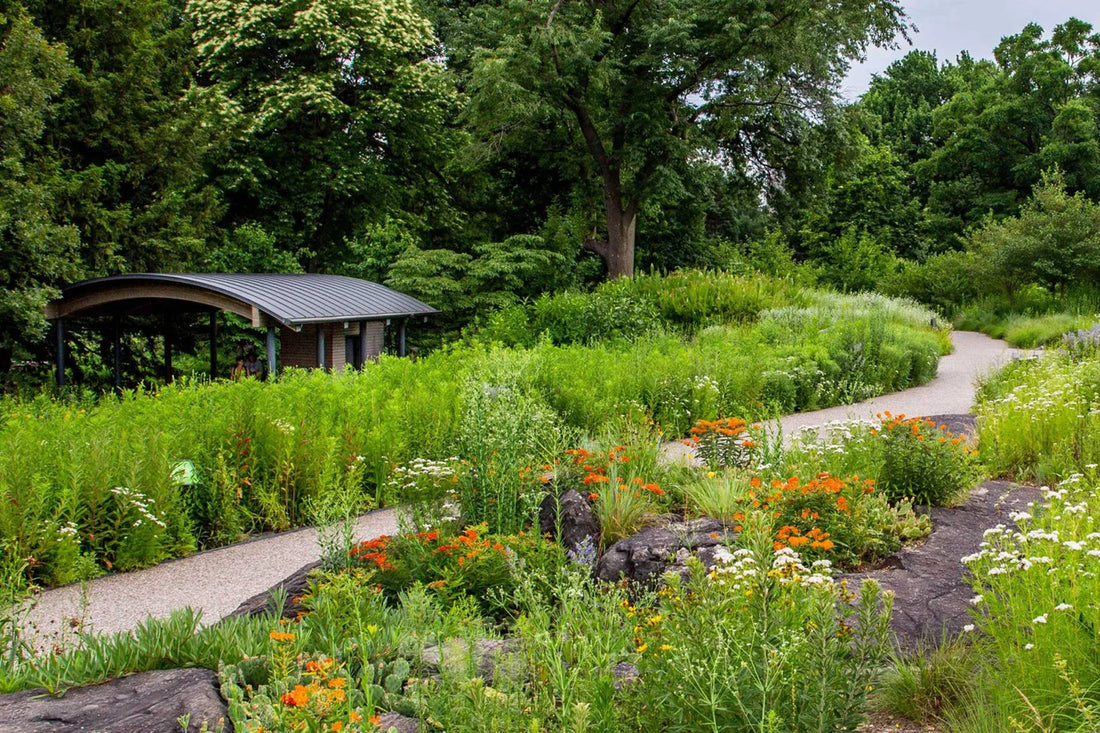 No Mow May: A Pollinator Love Story