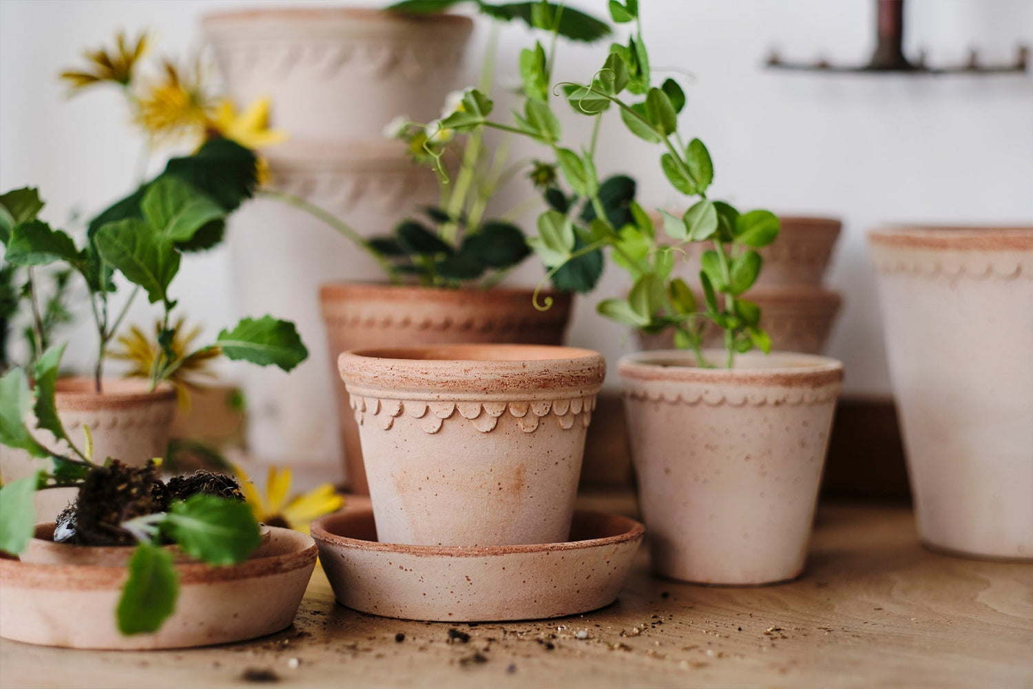 Rooted in Clay, Grown with Care