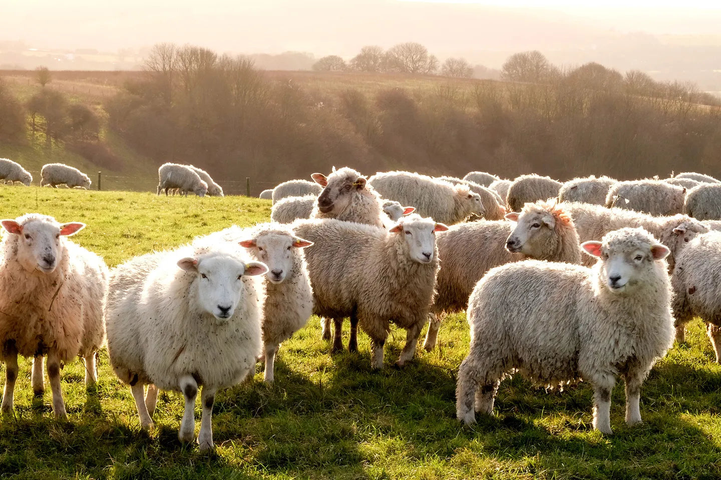 Healthy Materials Series: Wool