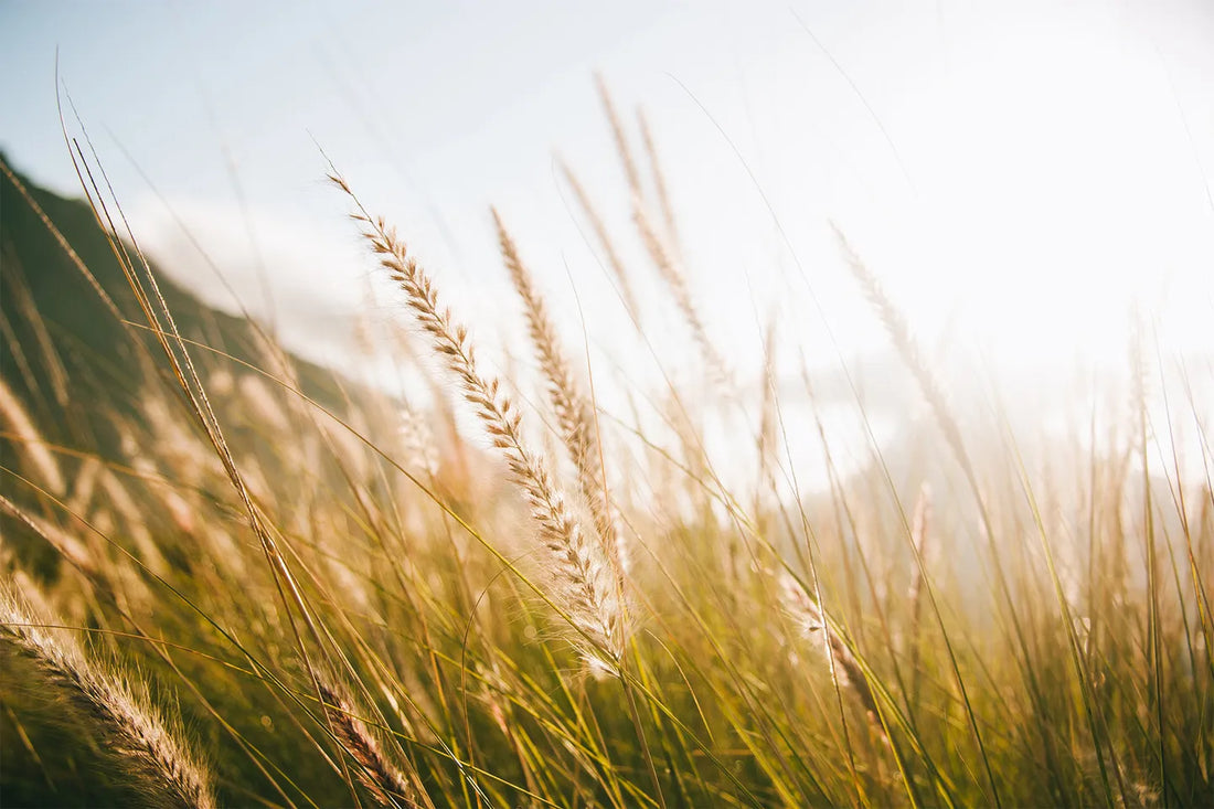 Green Certifications: Declare Label and the Red List