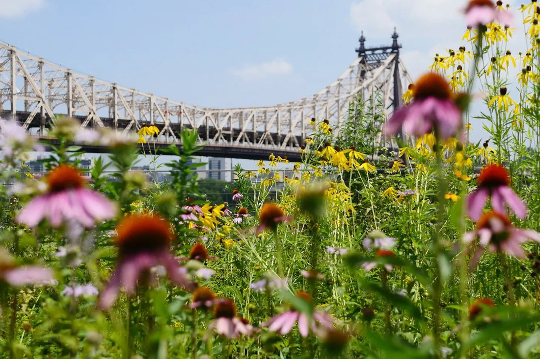 Cultivating Wellbeing: Gardening for Health