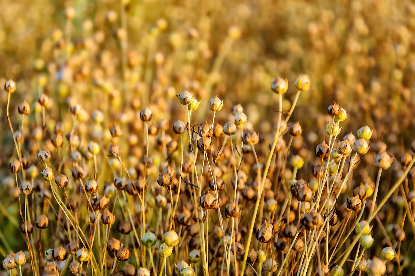 Green Certifications: Global Organic Textile Standard (GOTS)