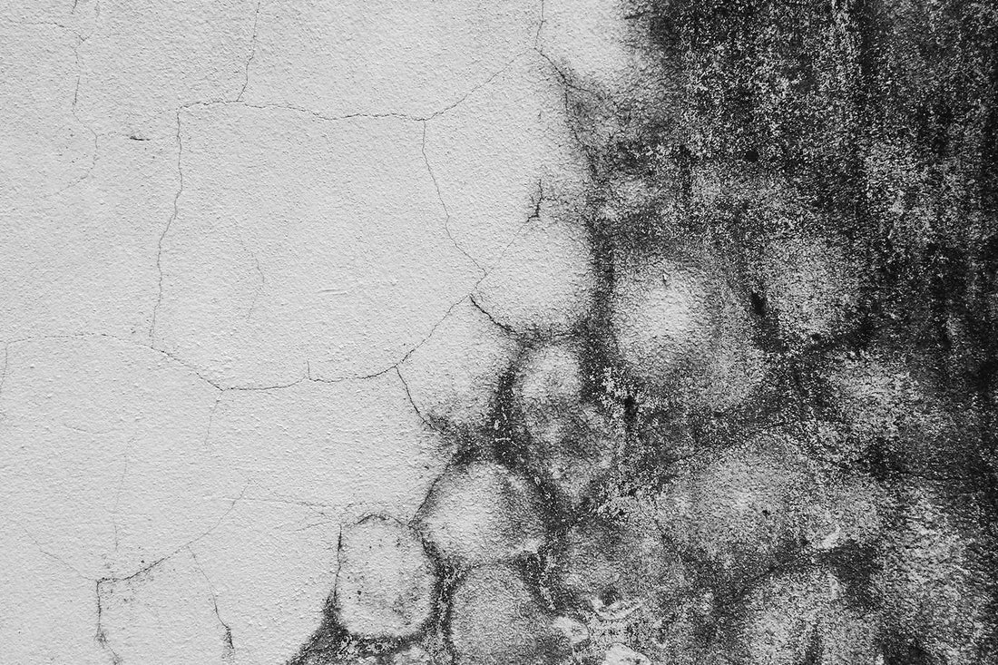 Mold Matters: Health, Prevention and Remediation, Part 2