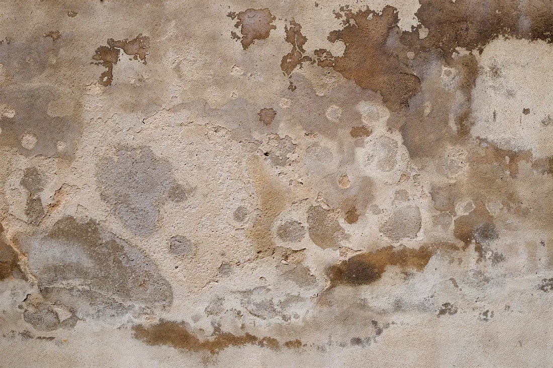 Mold Matters: Health, Prevention and Remediation, Part 3