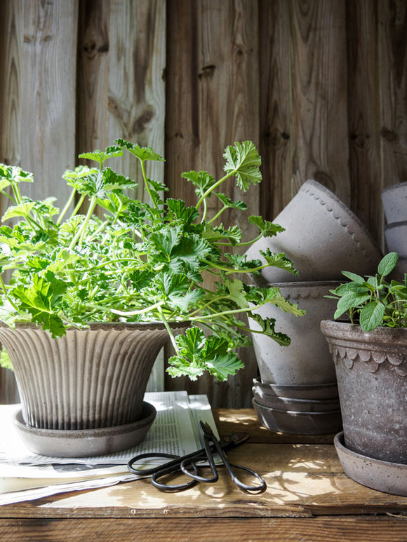 Daisy Pot, Grey Terracotta
