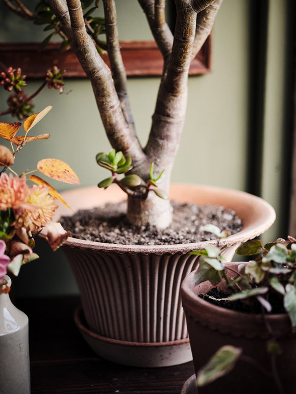 Daisy Pot, Rosa Terracotta