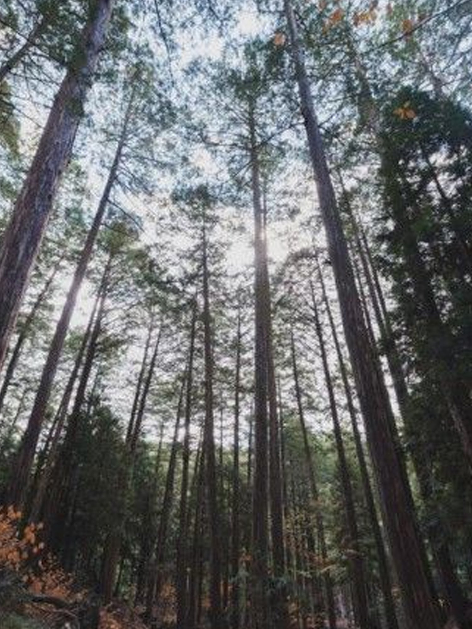 Aroma Hook, Kiso Cypress – WLLW